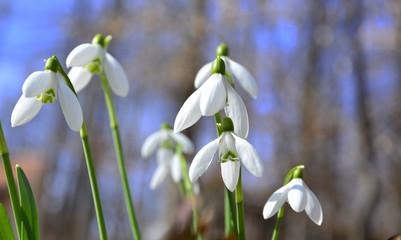 Obraz premium spring white flowers