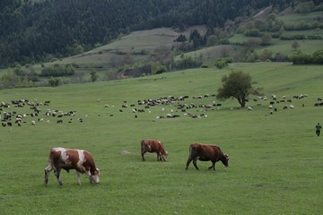 Fototapeta na wymiar Cow herd and shepherd,Artvin/Savsat