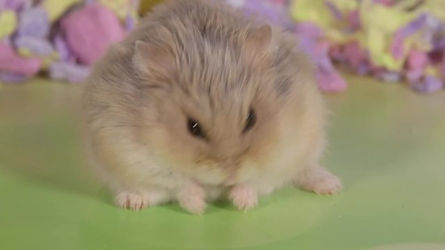 Cute dwarf hamster eating a snack in close-up