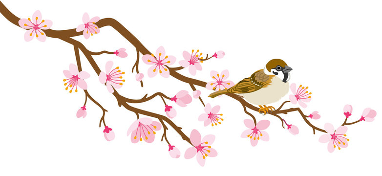 Small bird perch on cherry blossom branch -House Sparrow