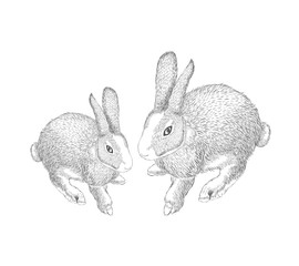 hand drawn hares, rabbit sketch.. Vector illustration on white background.