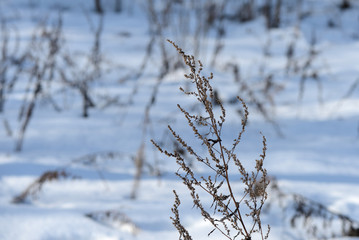 Dry grass on a sunny winter morning on a background of white snow close up
