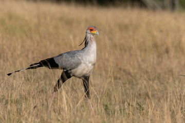 An adult secretary bird walking in the plains of Africa during a wildlife safari inside Masai Mara National Park