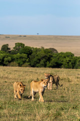 A male lion sitting relaxedly in the plains of Africa inside Masai Mara National Park during a wildlife safari