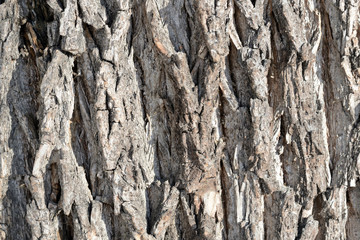 Tree bark illuminated by the sun texture background close up