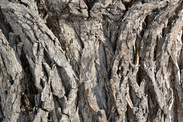 Tree bark illuminated by the sun texture background close up