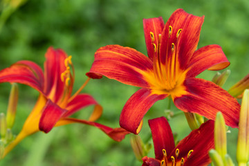 Flowers of the red daylily close up on the flowerbed