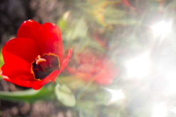 Fototapeta na wymiar Red tulip bloomed in the sun