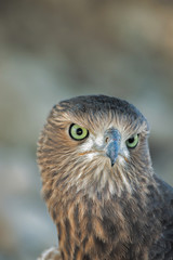 Close up of a Juvenile Pale Chanting Goshawk, Melierax canorus  with writing space at the top