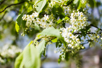 Bird cherry blossomed in spring