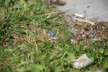 Closer look at the blue butterfly on the white clover flower head on the green grass background