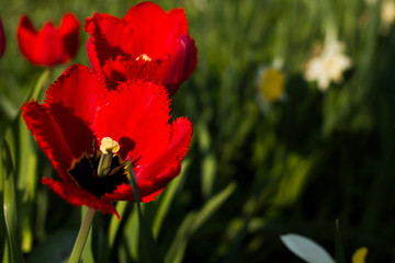 Two tulips close up