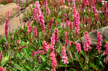 Obraz premium Lupines found in Sonamarg (Jammu & Kashmir, India) along the trails of Kashmir great lakes trek. Commercially known as Sonamarg-Vishanar Naranag Trek, it's an alpine himalayan high-altitude trek.
