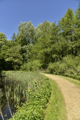 Fototapeta na wymiar Chemin courbé longeant un bras d'eau couvert de végétation dans la forêt luxuriante du domaine provincial de Rivierenhof à Anvers