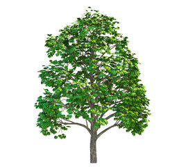 Beautiful fresh green deciduous tree isolated on white background.