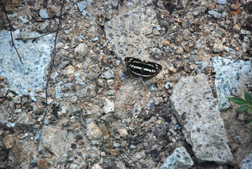 Detailed picture of the striped black and white butterfly on the stones