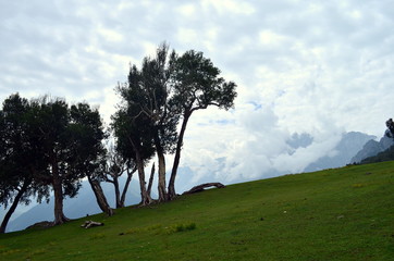 Trees near the lakes at the Kashmir Great Lakes trek, which starts from Sonamarg to Naranag Village in Kashmir. This is an alpine himalayan high-altitude trek in Jammu & Kashmir, India