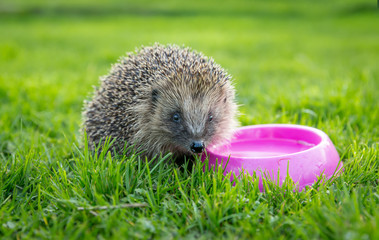 Hedgehog drinking in garden (Scientific name: Erinaceus Europaeus) wild, free roaming hedgehog, taken from inside a wildlife garden hide to monitor health and population of this declining mammal  © Moorland Roamer