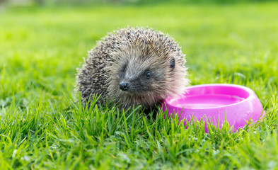 Hedgehog, (Erinaceus Europaeus). Native, wild, European hedgehog in natural garden habitat with...