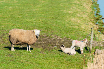 Schafe, Muttertiere mit Lämmern in an der Nordseeküste auf einer Wiese in Nordfriesland Schleswig-Holstein