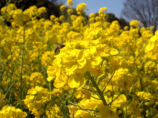 菜の花の蜜を吸うミツバチ