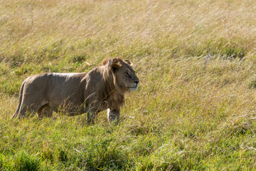 A male lion standing relaxedly in the plains of Africa inside Masai Mara National Park during a wildlife safari
