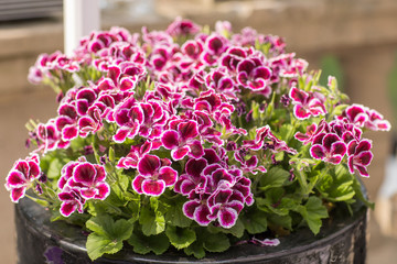 Begonia eternally blossoming