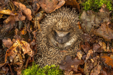 Hedgehog (Scientific name: Erinaceus Europaeus) wild, free roaming hedgehog, taken  from a wildlife...