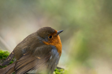 Closeup of a European robin perched on some moss