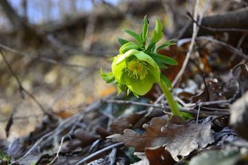 young plants in the garden