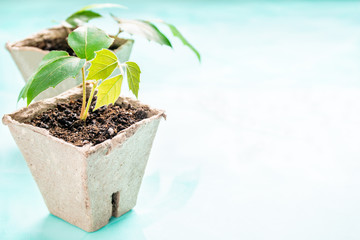 a plants in a peat pot on a turquoise background. Earth Day