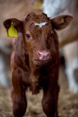 Brown calf cow in farm barn isolated against the background © James Bailey