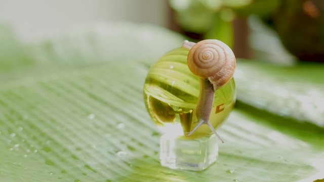 a snail is crawling in circles on a dry coconut, a snail is crawling on a yellow ball, two snails are crawling on a palm tree leaf.