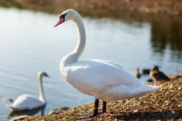 Beautiful white swan with the family in swan lake, romance, seasonal postcard, selective focus