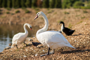 Beautiful white swan with the family in swan lake, romance, seasonal postcard, selective focus