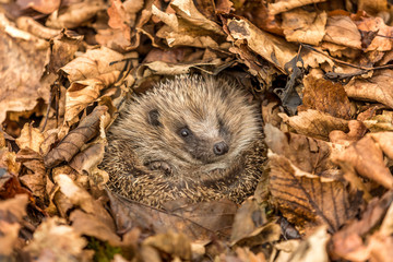 Hedgehog waking from hibernation, wild, free roaming hedgehog, erinaceus europaeus, taken from a wildlife garden hide to monitor health and numbers of this declining iucn redlisted mammal	