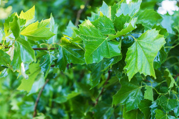 Fototapeta na wymiar Green leaf with water drop on black background