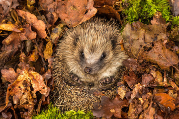 Hedgehog, wild, free roaming hedgehog, taken from a wildlife garden hide to monitor health and population of this favourite but declining mammal, space for copy  © Moorland Roamer