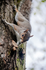 Gray squirrel climbing down a tree
