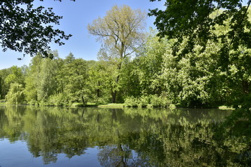 Fototapeta na wymiar L'un des grands étangs et son reflet entouré d'une végétation luxuriante dans le bois du domaine provincial du Rivierenhof à Anvers