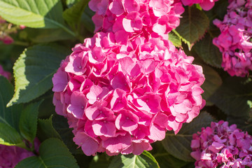 Beautiful flower bright pink hydrangea. Close up