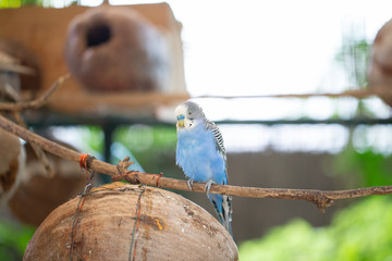 a blue budgerigar sitting  on a brach