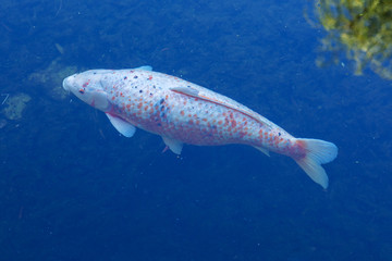 Naklejka premium Koi Carp, Japanese big fish, underwater in garden