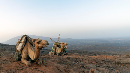 Camels carry supplies to the overnight camp at the rim of Erte Ale volcano. At the break of dawn rest is almost over and the journey down to the base camp is about to start.