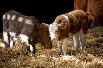 Calf cows standing in a barn together © James Bailey