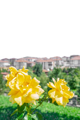  Yellow roses in the garden