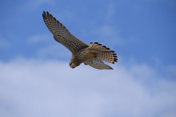 A wild kestrel is high up in the air looking for a prey on the coast of Paphos - Cyprus