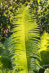 Beautiful natural green fern leaves in the forest. Background of fresh dense fern leaves. Dryopteris