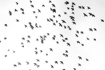Flock of pigeons flying through the sky