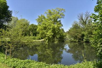 Fototapeta na wymiar L'arbre majestueux et son reflet dans l'étang au domaine provincial du Rivierenhof à Anvers